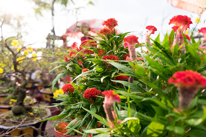 The Floating Flower Market of Ben Binh