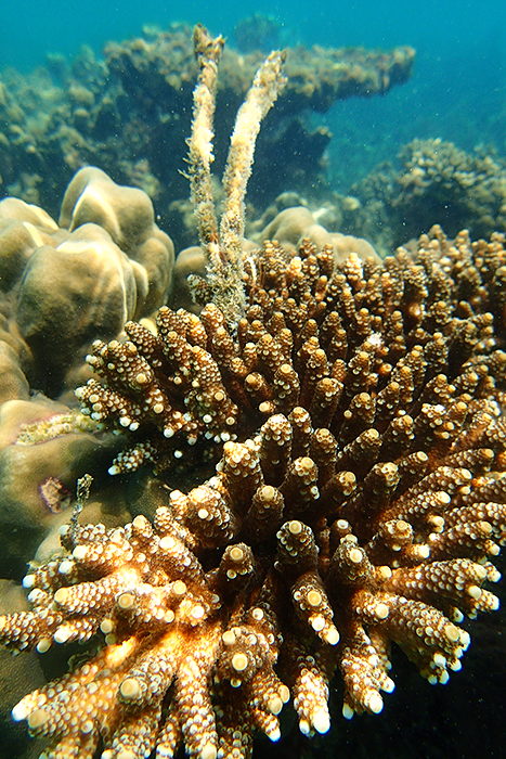 An Thoi Islands Snorkeling