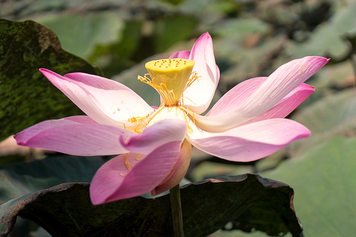 Lotus Flower SaDec