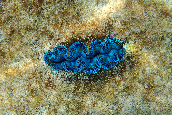 An Thoi Islands Snorkeling