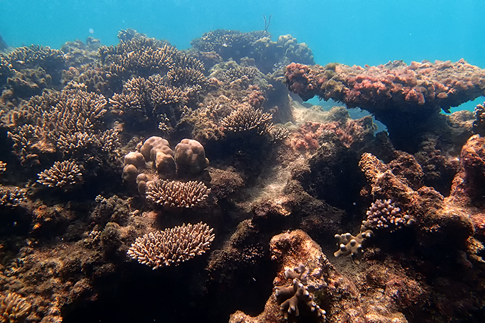 An Thoi Islands Snorkeling