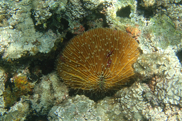 An Thoi Islands Snorkeling