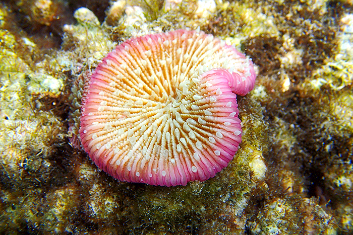 An Thoi Islands Snorkeling