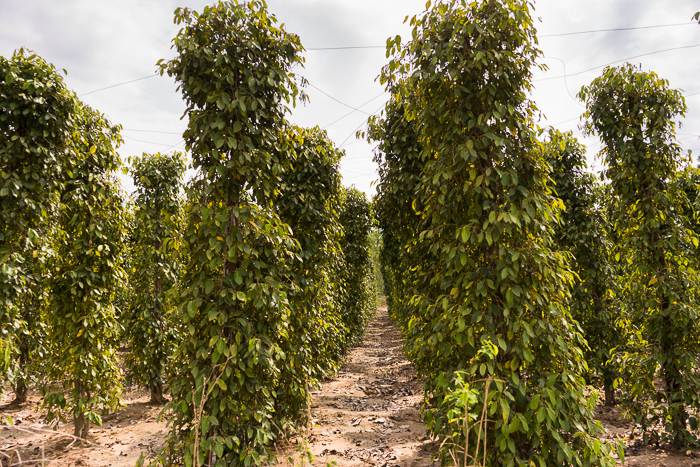 Pepper Farm Phu Quoc