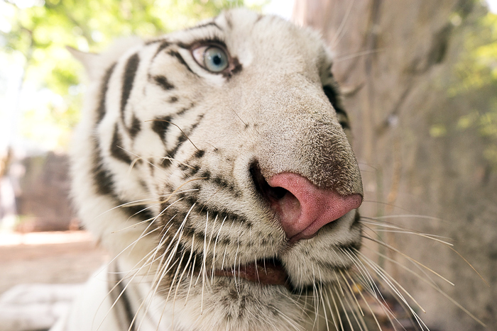 Bengal Tiger