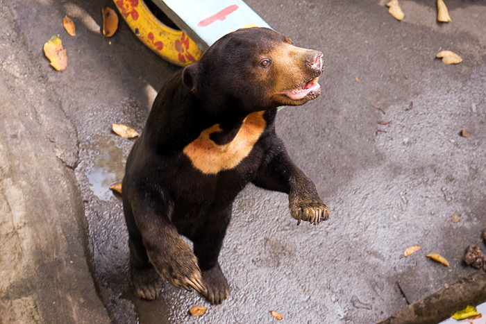 Mangolian Bear