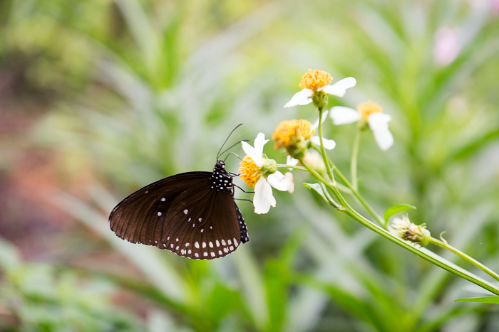 Ho Chi Minh Cit Zoo