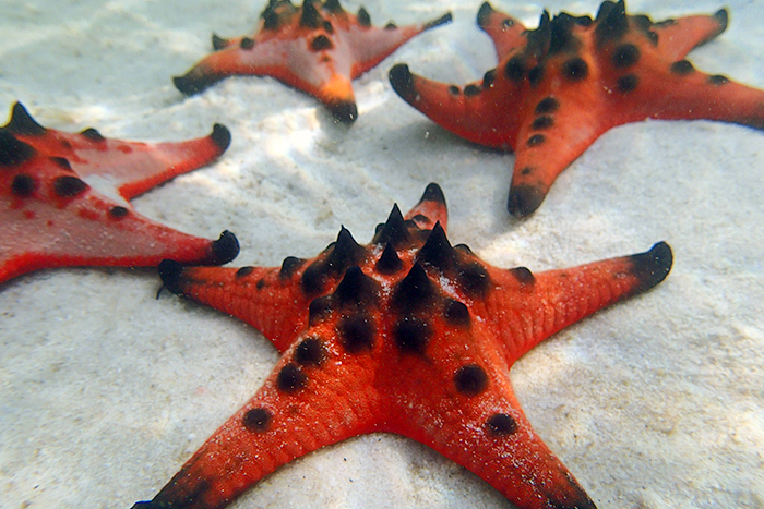 Star Fish Beach Ph Quoc