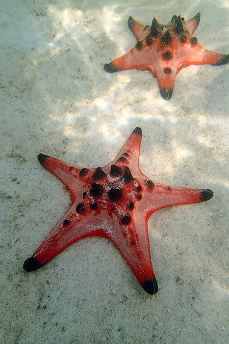 Star Fish Beach Ph Quoc