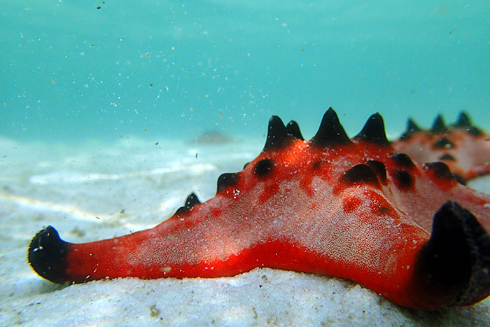 Star Fish Beach Ph Quoc