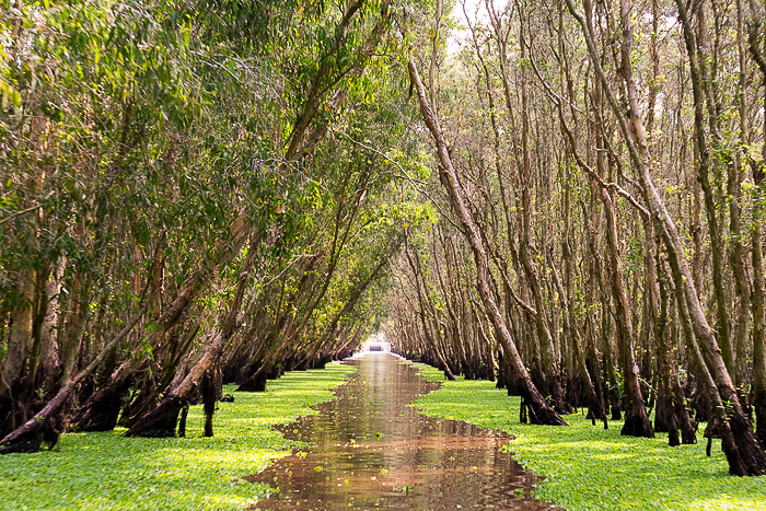 Tra Su Forest