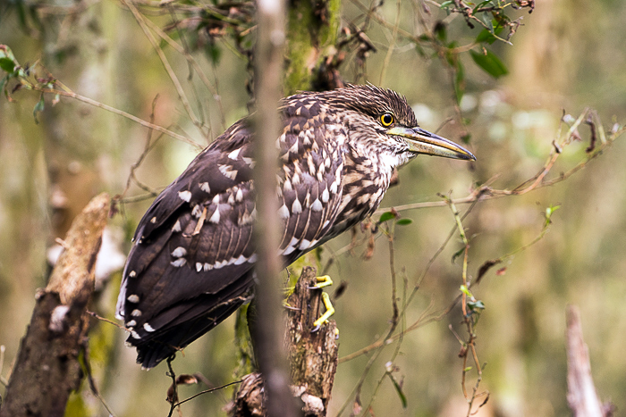 Read more about the article Tra Su Forest and Stork Sanctuary