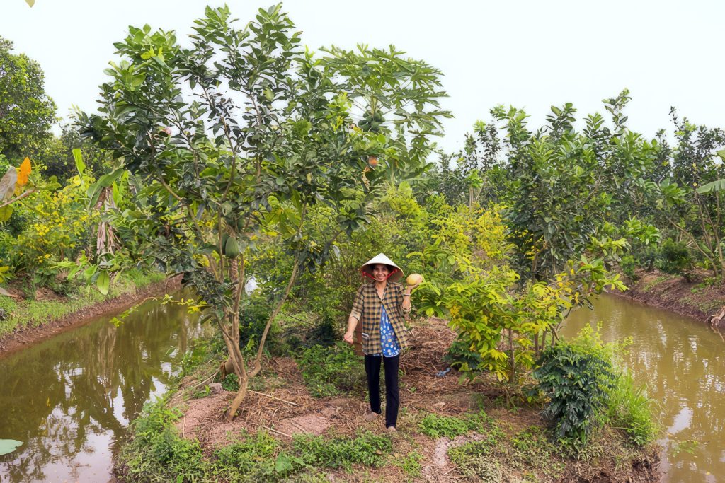 Vietnam Harvest